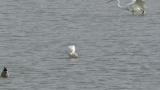 Foraging Eurasian Spoonbill