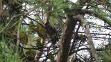 Foraging Eurasian Bullfinch