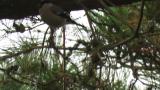 Foraging Eurasian Bullfinch