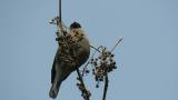 Foraging Eurasian Bullfinch