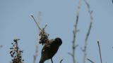 Foraging Eurasian Bullfinch