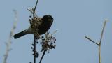 Foraging Eurasian Bullfinch, took flight