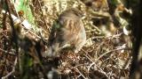 Japanese Accentor on the ground