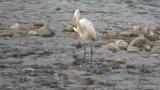 Great Egret eating fish