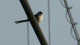 Long-tailed Tit perched on the wire