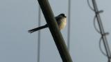 Long-tailed Tit perched on the wire, call