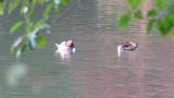 Mandarin Ducks