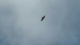 Soaring Eurasian Sparrowhawk