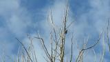 Flying Eurasian Sparrowhawk