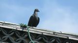 Perched Feral Pigeon
