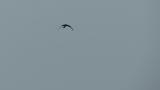 Eastern Marsh Harrier in flight
