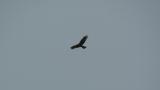 Eastern Marsh Harrier in flight