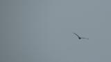 Eastern Marsh Harrier in flight