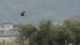Flying Eastern Marsh Harrier with a filled crop