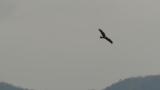 Flying Eastern Marsh Harrier with a filled crop