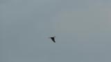 Eastern Marsh Harrier in flight and landing