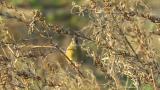 Perched Grey-capped Greenfinch
