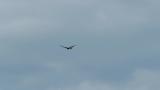 Eastern Marsh Harrier in flight