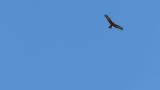 Soaring Eastern Marsh Harrier