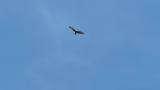 Soaring Eastern Marsh Harrier