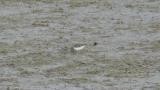 Foraging Temminck's Stint
