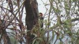 Great Spotted Woodpecker