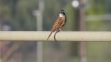 Singing Meadow Bunting