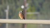 Singing Meadow Bunting
