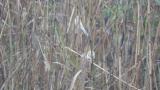Foraging Common Reed Buntings