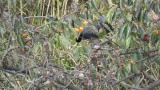 Eurasian Coot eating persimmon