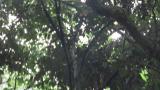 Singing Kamchatka Leaf Warbler