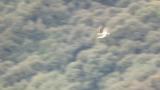 Flying Western Osprey, carrying fish