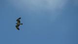 Flying Western Osprey