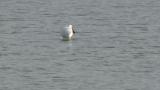 Foraging Eurasian Spoonbill
