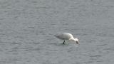 Foraging Eurasian Spoonbill
