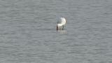 Foraging Eurasian Spoonbill