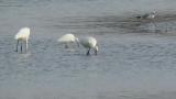 Eurasian Spoonbill, foraging and preening