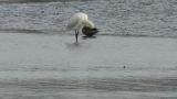 Eurasian Spoonbill, preening
