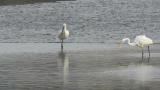 Foraging Eurasian Spoonbill