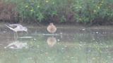 Foraging Ruff, Common Greenshank and Marsh Sandpiper