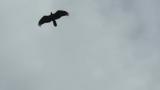 Gliding Crested Honey Buzzard on migration