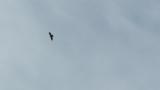Soaring Crested Honey Buzzard on migration