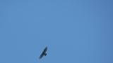 Soaring and gliding Crested Honey Buzzard on migration