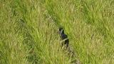 Walking Green Pheasant