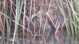 Brown-cheeked Rail, some preening and fluffing