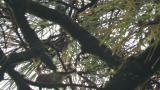Foraging Goldcrest