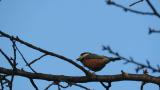 Varied Tit eating a seed