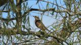 Dusky Thrush walking on the branch