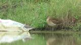 Marsh Sandpiper and Ruff