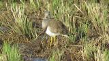 Grey-headed Lapwing